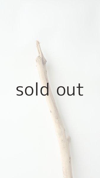 画像4: 棒流木 (4)