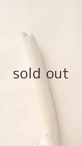 画像4: 幹流木 (4)