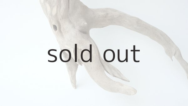 画像2: 流木根 (2)