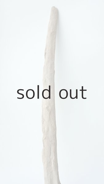 画像4: 流木根 (4)