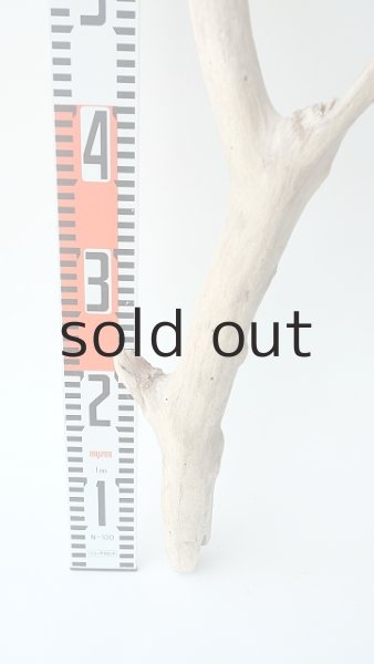 画像5: 枝流木 (5)