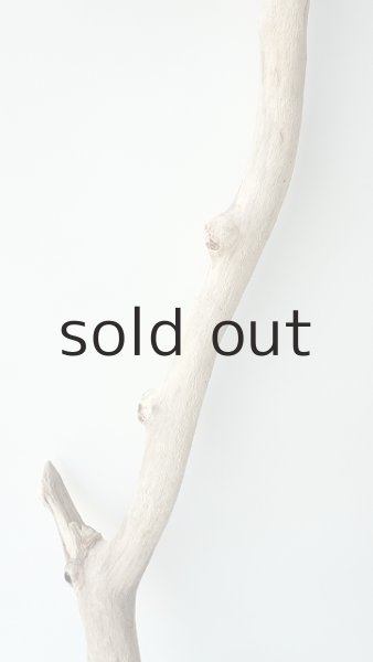 画像3: 枝流木 (3)