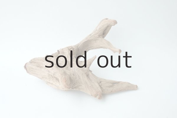 画像4: 流木根 (4)