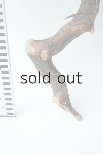 画像4: 流木根 (4)