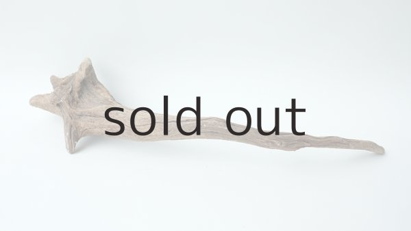 画像4: 変形流木 (4)