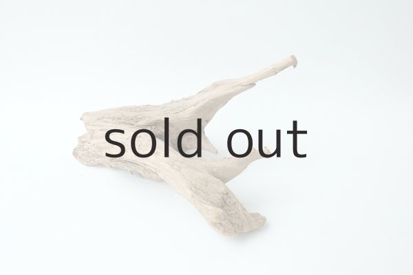 画像5: 流木根 (5)