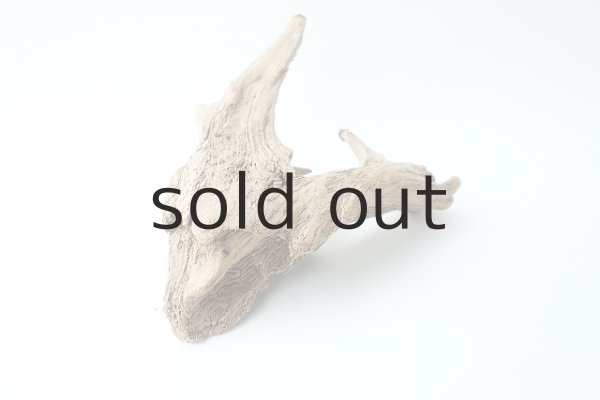 画像8: 流木根 (8)