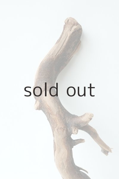 画像3: 流木根 (3)