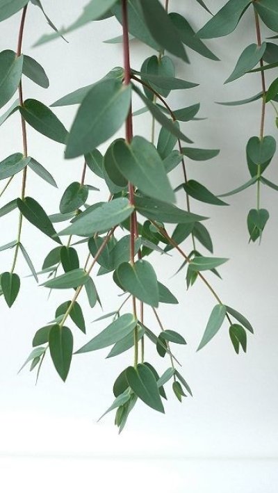 画像3: Dry plants for decor ユーカリ生切り幹（パルブラ）長尺タイプ1800mm