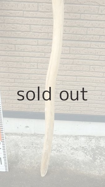 画像5: 棒流木・長尺 (5)