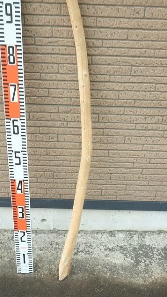 画像5: 棒流木 (5)