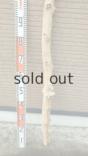 画像5: 棒流木・長尺 (5)