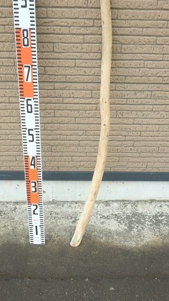 画像5: 棒流木 (5)