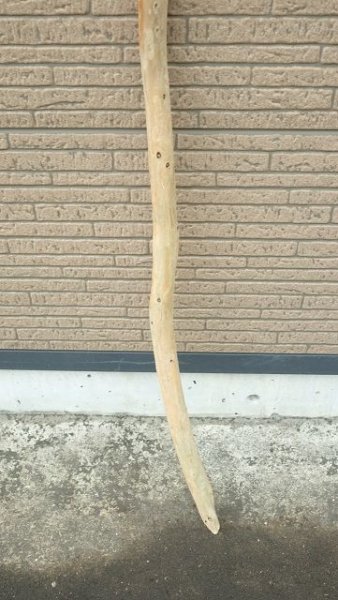 画像2: 棒流木 (2)