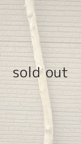 画像3: 棒流木・長尺 (3)