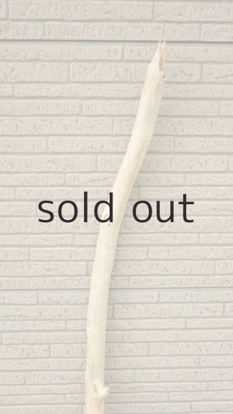 画像3: 棒流木 (3)