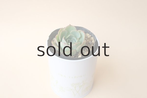 画像2: 多肉植物（七福神・ エケべリア属）苗・オプションでオリジナルスチール丸缶 (2)