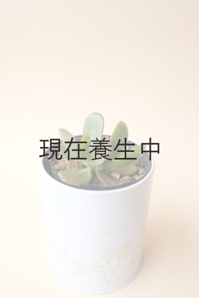 画像2: 多肉植物（黄金花月・ クラッスラ属）苗・オプションでオリジナルスチール丸缶 (2)