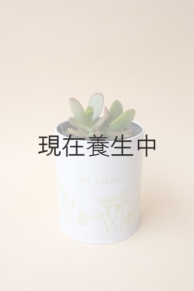 画像3: 多肉植物（黄金花月・ クラッスラ属）苗・オプションでオリジナルスチール丸缶 (3)