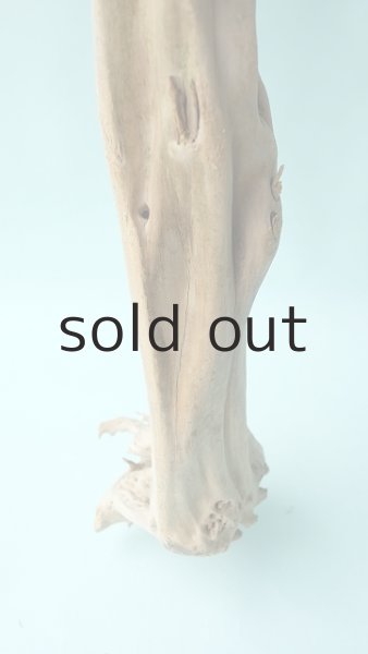 画像2: 幹流木 (2)