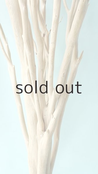 画像8: 幹流木 (8)