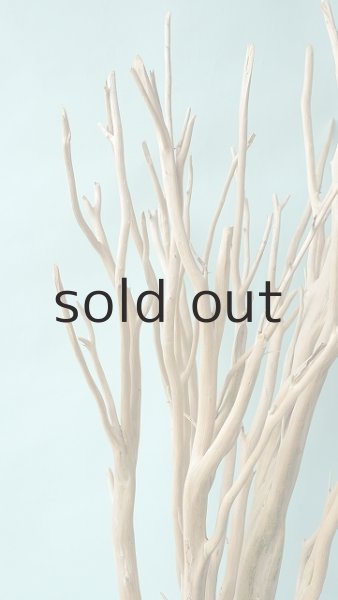 画像4: 幹流木 (4)