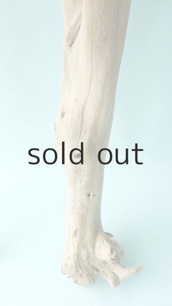 画像7: 幹流木 (7)