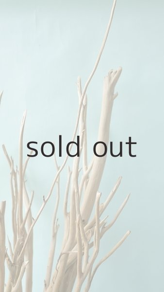 画像6: 幹流木 (6)