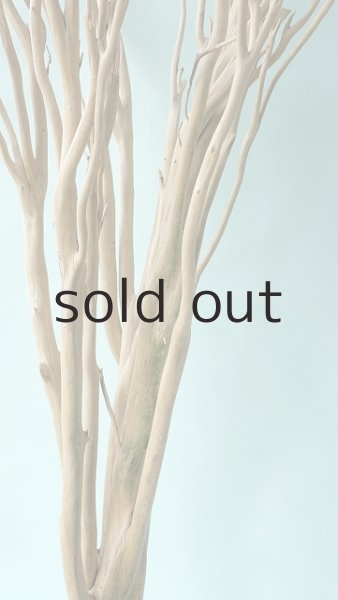 画像5: 幹流木 (5)