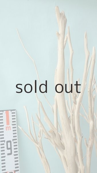 画像9: 幹流木 (9)