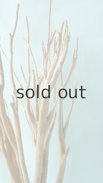 画像10: 幹流木 (10)