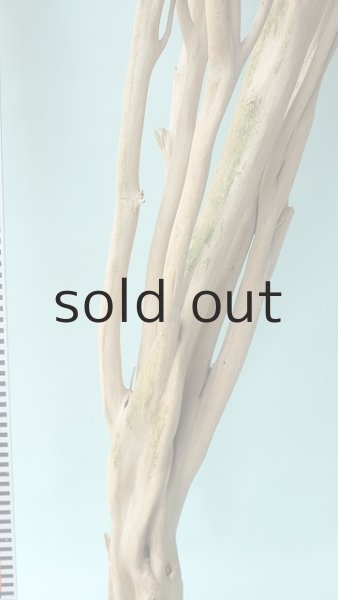 画像12: 幹流木 (12)