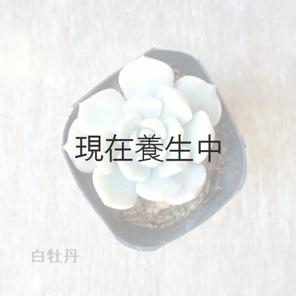 画像4: 多肉植物・大苗・オプションでオリジナルスチール丸缶 (4)