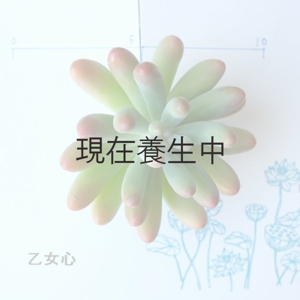 画像2: 多肉植物・大苗・オプションでオリジナルスチール丸缶 (2)