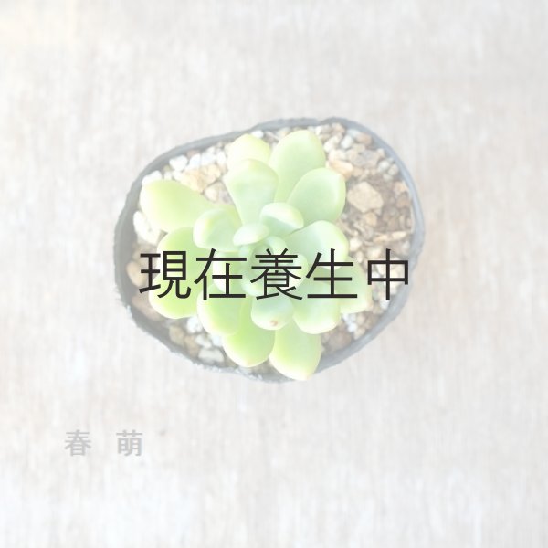 画像5: 多肉植物・大苗・オプションでオリジナルスチール丸缶 (5)