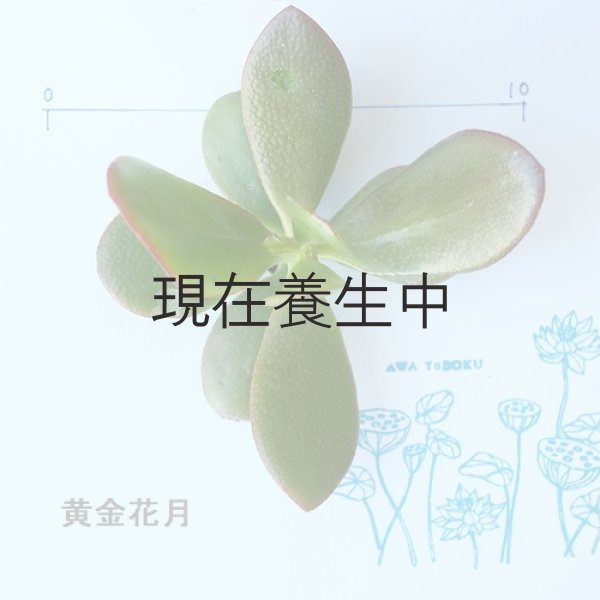 画像3: 多肉植物・大苗・オプションでオリジナルスチール丸缶 (3)