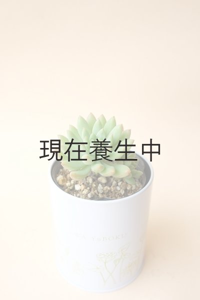 画像3: 多肉植物（スノージェイド・セデべリア属）苗・オプションでオリジナルスチール丸缶 (3)