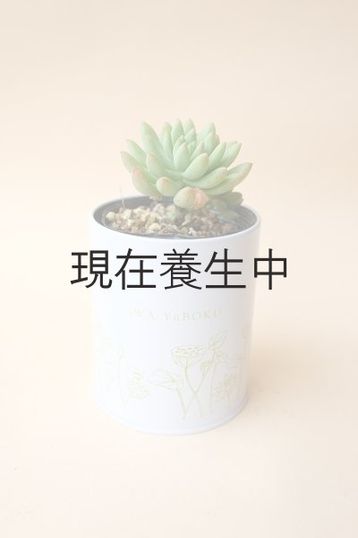 画像2: 多肉植物（スノージェイド・セデべリア属）苗・オプションでオリジナルスチール丸缶 (2)