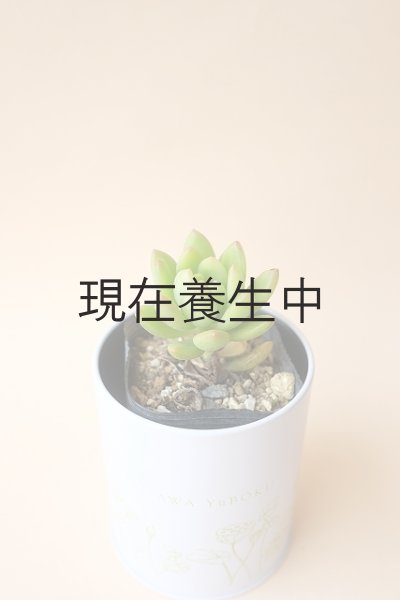 画像3: 多肉植物（春萌・セダム属）苗・オプションでオリジナルスチール丸缶 (3)