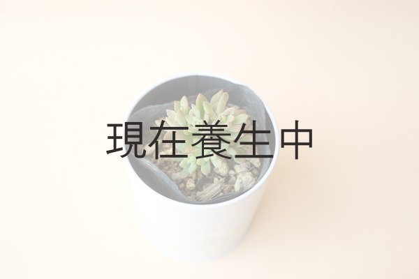 画像3: 多肉植物(リトルビューティー・セダム属)苗・オプションでオリジナルスチール丸缶 (3)