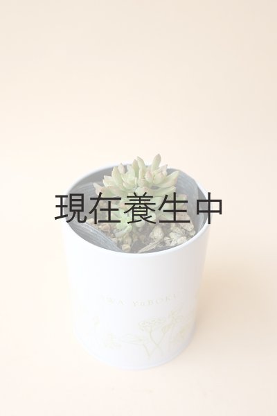 画像2: 多肉植物(リトルビューティー・セダム属)苗・オプションでオリジナルスチール丸缶 (2)