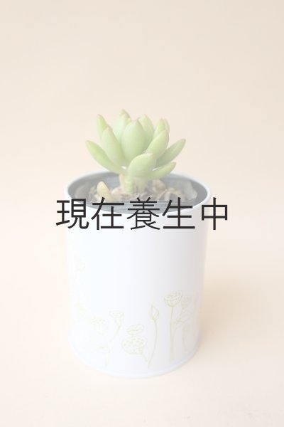 画像2: 多肉植物（春萌・セダム属）苗・オプションでオリジナルスチール丸缶 (2)