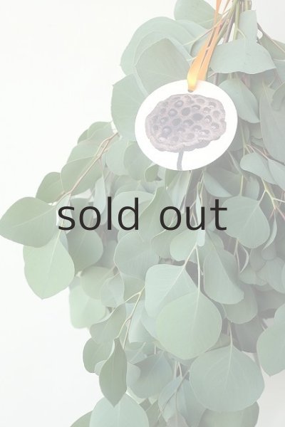 画像3: Dry plants for decor ユーカリポポラスシンプルスワッグ (3)