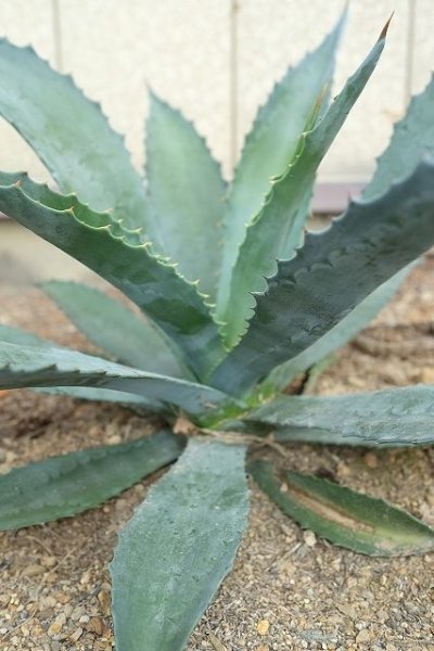 画像5: ★腰窓防犯に人気★アガベ苗・アメリカーナ (5)