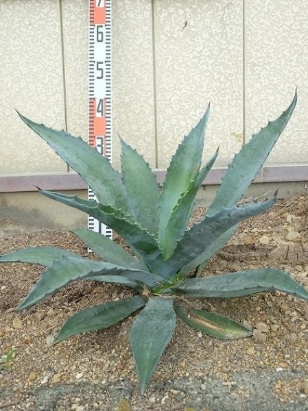 画像6: ★腰窓防犯に人気★アガベ苗・アメリカーナ (6)