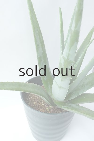 画像5: アロエ苗・アロエベラ (5)