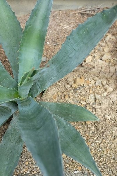 画像4: ★腰窓防犯に人気★アガベ苗・アメリカーナ (4)