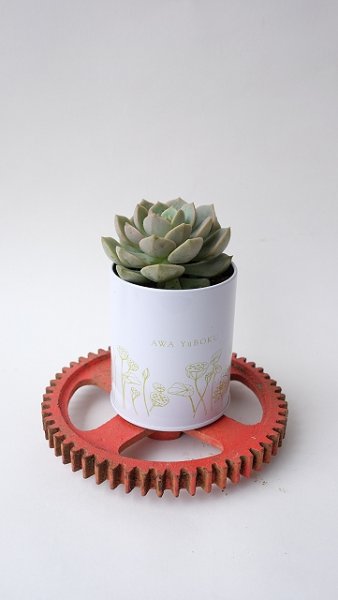 画像6: 100円多肉苗×5個セット・オプションでオリジナルスチール丸缶 (6)