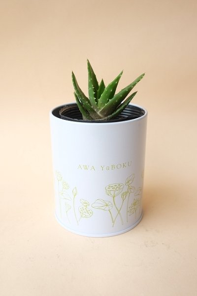 画像11: 100円多肉苗×5個セット・オプションでオリジナルスチール丸缶 (11)