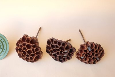 画像3: Dry plants for decor デコール用乾燥花托（蓮）セット＊outlet＊